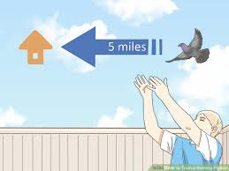 Expert Advice On How To Train A Homing Pigeon Wikihow