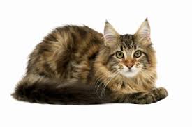 vitamins for hair loss in cats