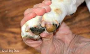 ten easy steps to dremeling your dogs nails