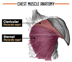 For me it is my chest. Gynecomastia Exercises 3 Chest Workout To Reduce Man Boobs
