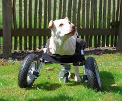 11 easy diy dog wheelchair ideas on a