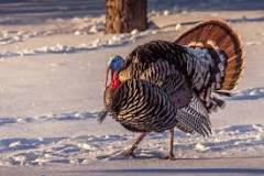 what-does-it-mean-when-you-see-a-wild-turkey