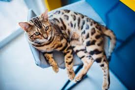 Often these cats need siightiy different care than other cats, perhaps. What States Are Bengal Cats Illegal In