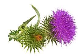 thistle images