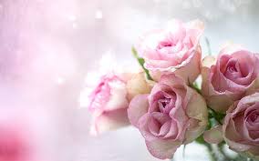 pink rose pink rose flower bonito