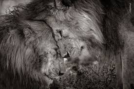 Afbeeldingsresultaat voor wildlife photographer of the year