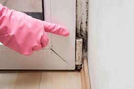 how to tackle mold after water damage