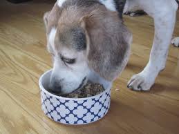 homemade dog food easy convenient