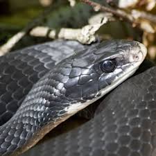 (thamnophis sirtalis) uniform colors are solid colors, black, brown, tan, orange, yellow, gray, blue or green, without any markings. Florida Snakes Catseye Pest Control