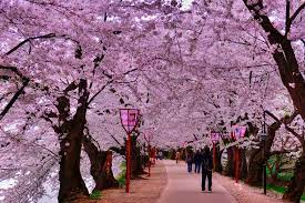 Gambar bunga sakura jepun seolah olah berada di jepun bunga sakura kedah ubah pemandangan gambar pink musim bunga sakura mekar kartun jepun romantis bahan Terkeren 30 Pemandangan Bunga Sakura Di Jepun Pemandangan Top Banget