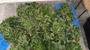 Bhang, cannabis, doobie, dope, ganja, grass, hash, hashish, marihuana, mary jane, pot, weed русские: Cannabis Nordkurier De