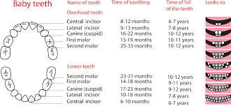 Baby Teeth Growth Chart Surfside Kids Dental Orthodontics