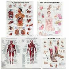 Muscle System Posters Silk Cloth Anatomy Chart Human Body