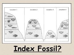 Index Fossils Activity Index Fossils Activity Earth