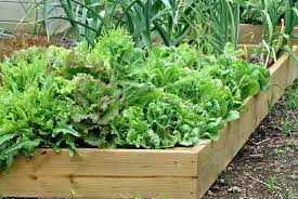 Starting Your Organic Vegetable Garden