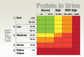 72 Systematic Kidney Creatinine Level Chart