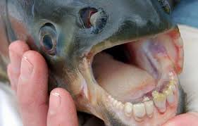 Michigan Anglers Keep Catching Fish With Human Like Teeth