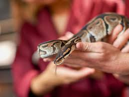 ball python bite treatment and when to