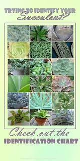 2 how to correctly identify succulents. Succulent Identification Chart Find Your Unknown Plant Here Types Of Succulents Plants Plants Succulent Landscape Design