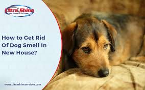 how to get rid of dog smell in new