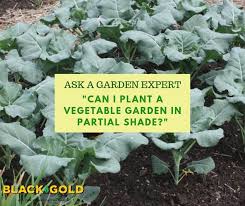 Vegetable Garden In Partial Shade