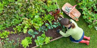 Raised Garden Beds To Grow Plants