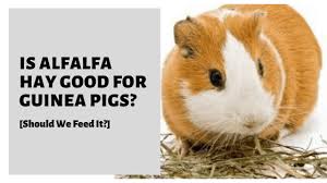 is alfalfa hay good for guinea pigs