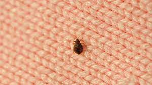 Bed Bug Facts That You Probably Didn T