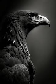 eagle black and white stock photos