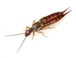 earwig control and treatments for the