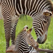 How do zebras prevent themselves from predators? Grevy S Zebra Foals Born At White Oak White Oak Conservation