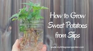 how to grow sweet potatoes from slips
