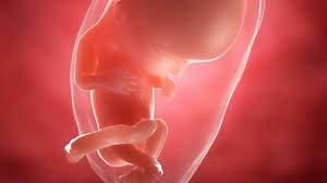 Schwangerschaftskalender 12 Ssw