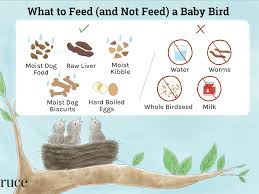 what to feed a baby bird
