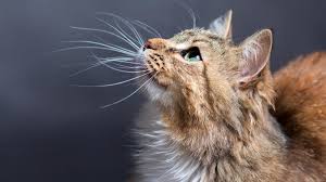 whisker fatigue in cats petpartners