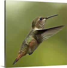 Hummingbird Canvas Prints Canvas