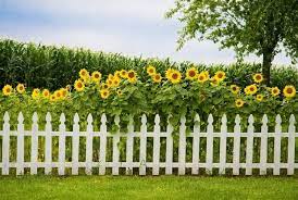 Beautiful Sunflower Garden Ideas