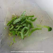 broccoli worms