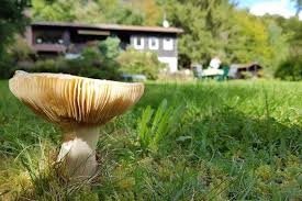 Exemplare in gärten und parks können giftig sein, absolut identische pilze aus dem wald sind ein guter speisepilz. Steinpilze Zuchten Essbare Pilze Im Garten So Gehts