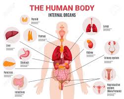 Human Body Internal Organs Schema Flat Infographic Poster With