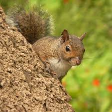 Western Gray Squirrel - Facts, Diet, Habitat & Pictures on Animalia.bio