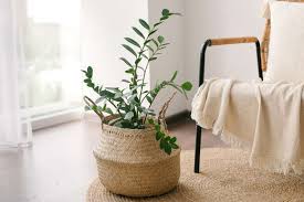 best indoor plants for your home