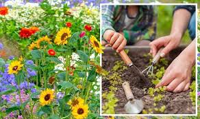 Can You Plant Wild Flowers With Fruit