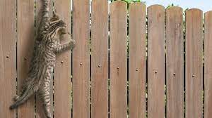 Cat Proof Fence Options Ultimate