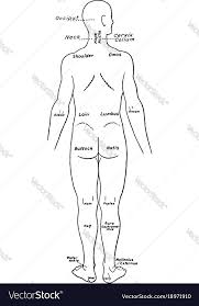 parts human body labeled vector image