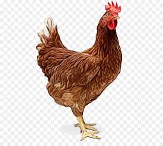 Ayam bangkok juara thailand dan keunggulannya bagi para pecinta ayam petarung, tentu ayam bangkok juara ini berasal dari thailand. Liver Bird Png Download 515 783 Free Transparent Ayam Cemani Png Download Cleanpng Kisspng