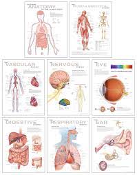 Free informational charts to print. Human Anatomy Chart Set Scientific Publishing