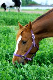 grazing horses on gr and legume