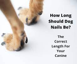 how long should dog nails be the
