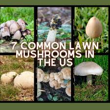 7 common lawn mushrooms in the us